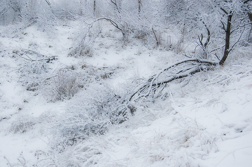 Фотографія *** / Евгений Шамай / photographers.ua