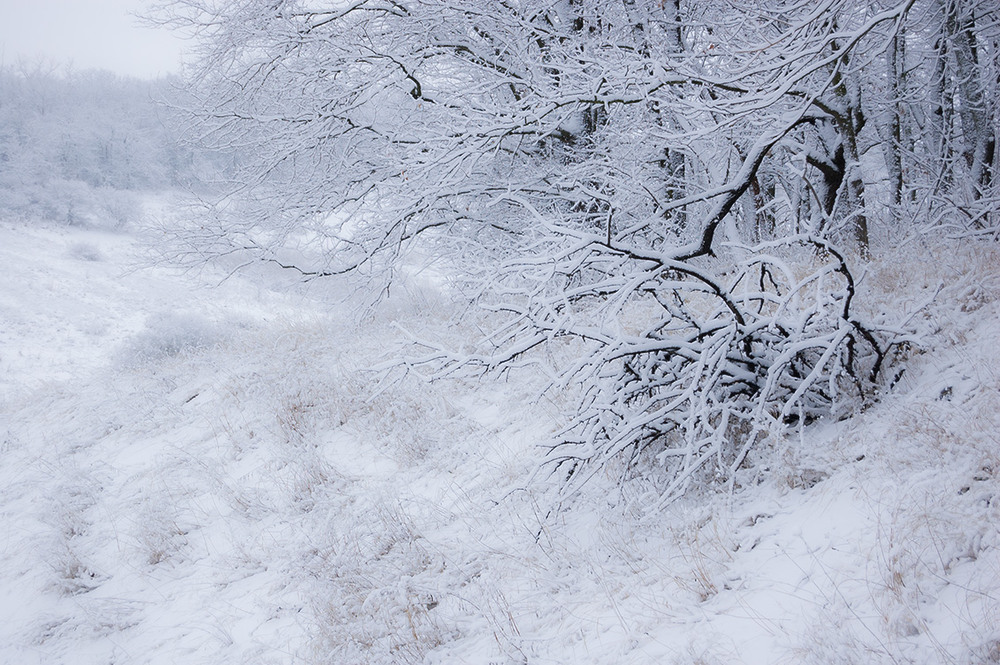 Фотографія *** / Евгений Шамай / photographers.ua
