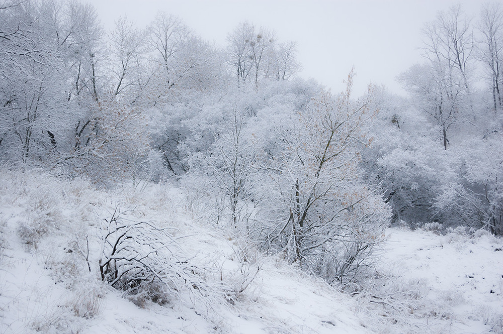 Фотографія *** / Евгений Шамай / photographers.ua