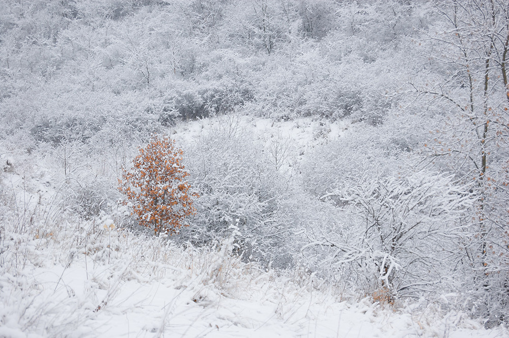 Фотографія *** / Евгений Шамай / photographers.ua