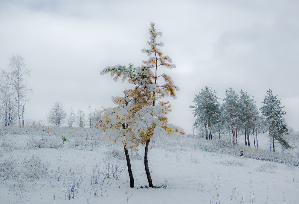Фотографія *** / Евгений Шамай / photographers.ua