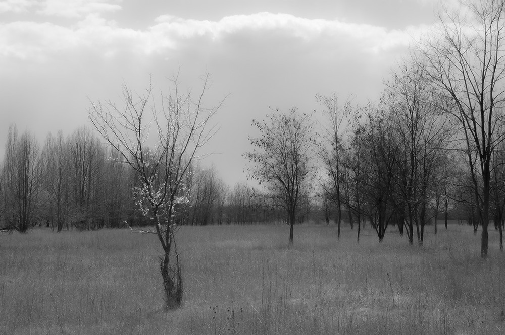 Фотографія *** / Евгений Шамай / photographers.ua