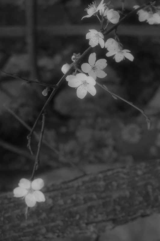 Фотографія *** / Евгений Шамай / photographers.ua