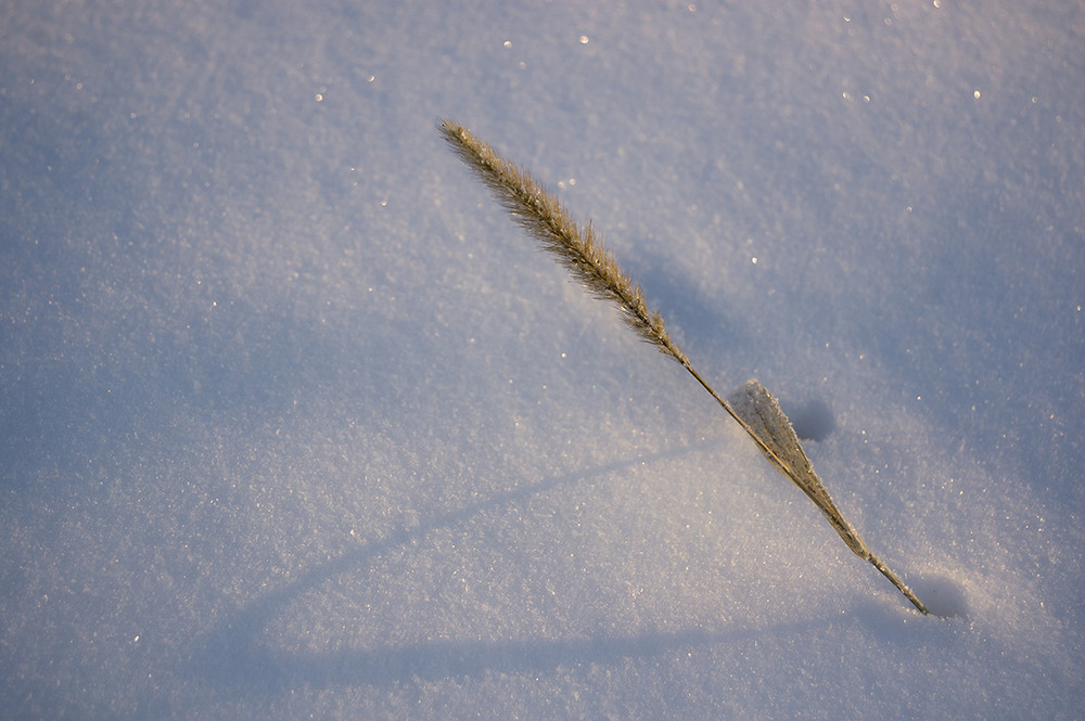 Фотографія *** / Евгений Шамай / photographers.ua
