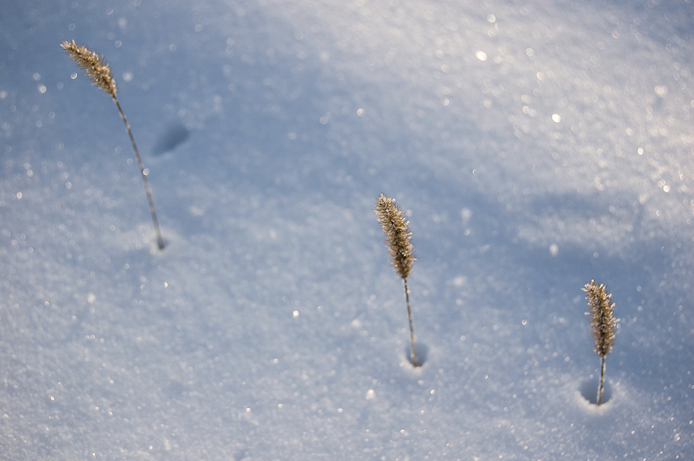 Фотографія *** / Евгений Шамай / photographers.ua