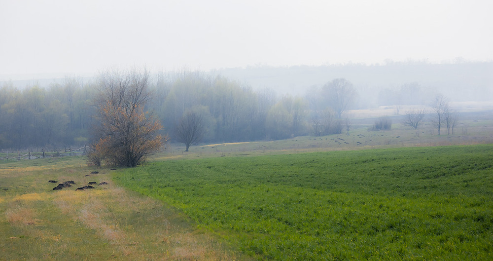 Фотографія *** / Евгений Шамай / photographers.ua