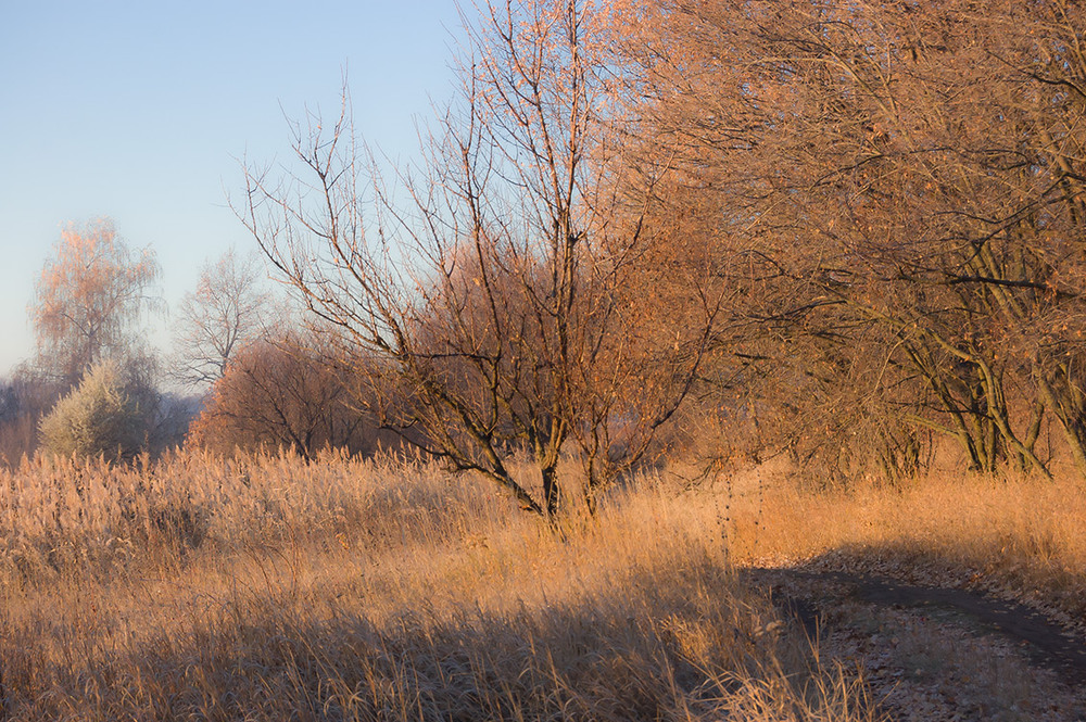 Фотографія *** / Евгений Шамай / photographers.ua