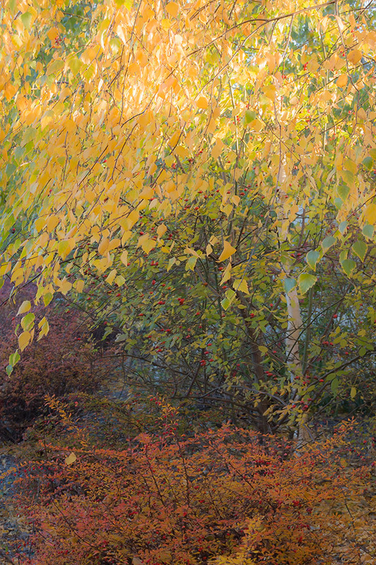 Фотографія *** / Евгений Шамай / photographers.ua