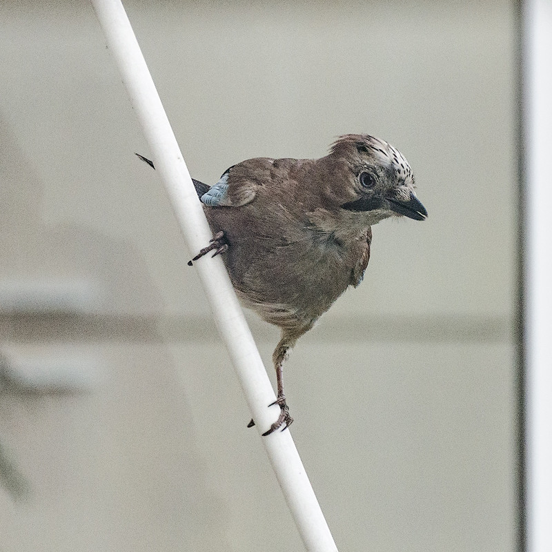 Фотографія Зазирнула пташка у моє вікно / Юрій Бабич / photographers.ua