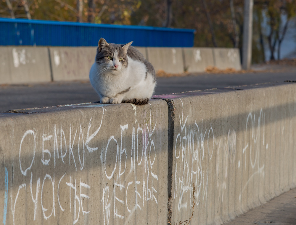 Фотографія "Облоко счастье, облоко веселье, облоко Любви" или про кота, живущего на мосту / Юрій Бабич / photographers.ua