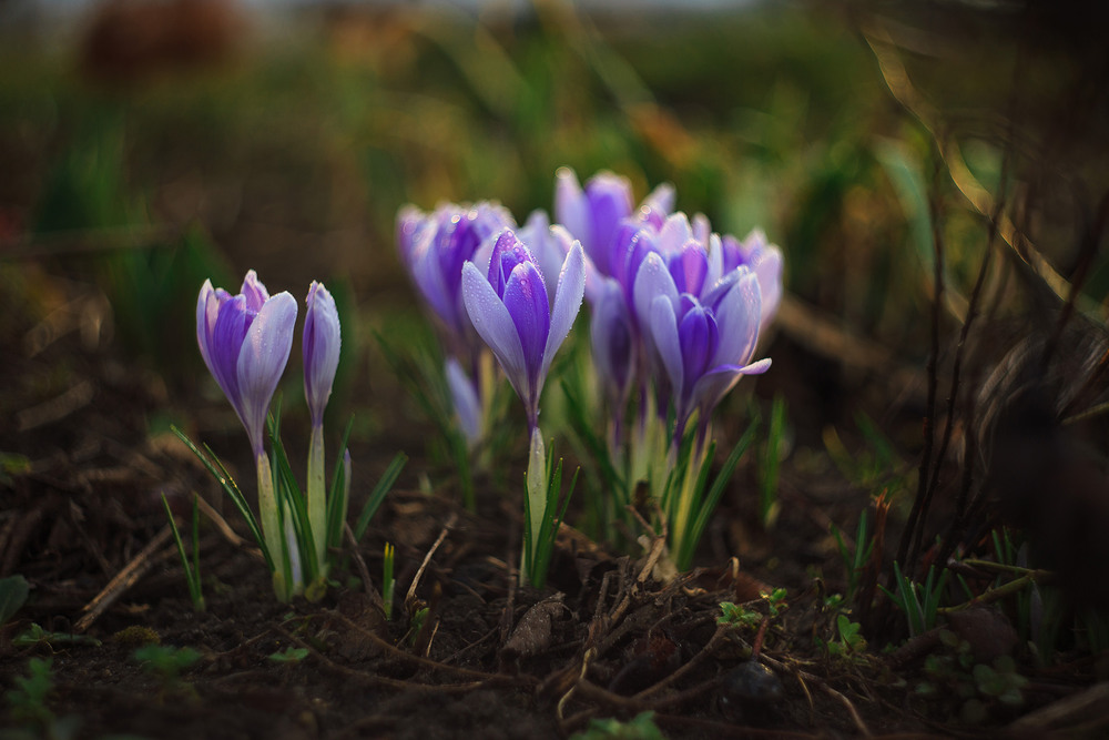 Фотографія Привіт Весна! / Vasyl Vladyka / photographers.ua