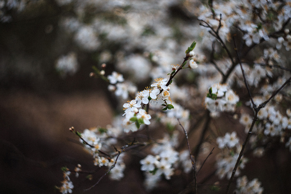 Фотографія Весняний цвіт / Vasyl Vladyka / photographers.ua