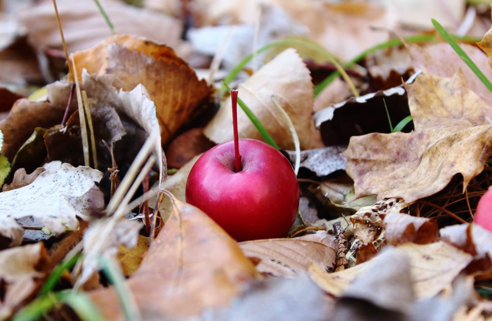 Фотографія І в раю буває осінь / Наталия Черненко (RedTata) / photographers.ua