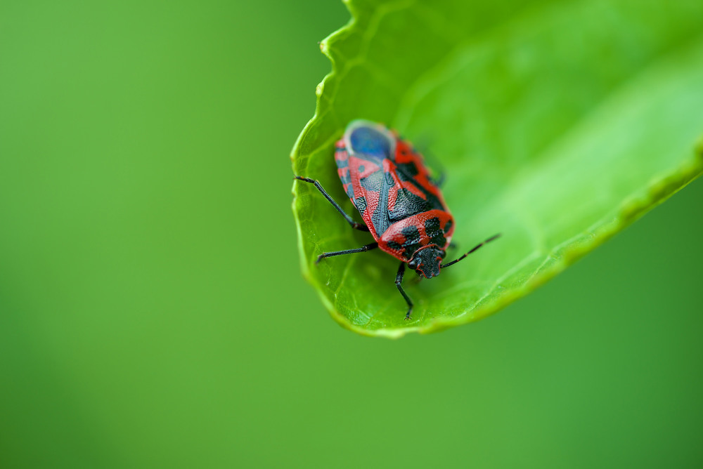 Фотографія Red / Александр Куликов / photographers.ua