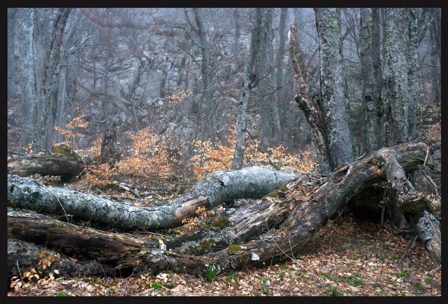 Фотографія Весенний лес / Александр Якимчук / photographers.ua