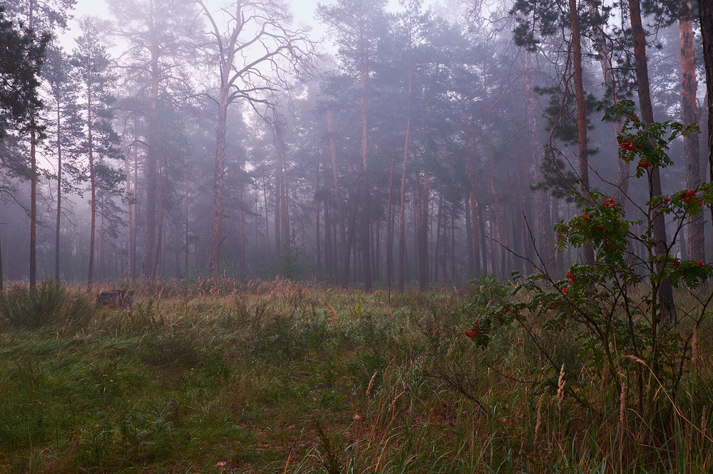Фотографія Утро в лесу / Виталий Гавриленко / photographers.ua