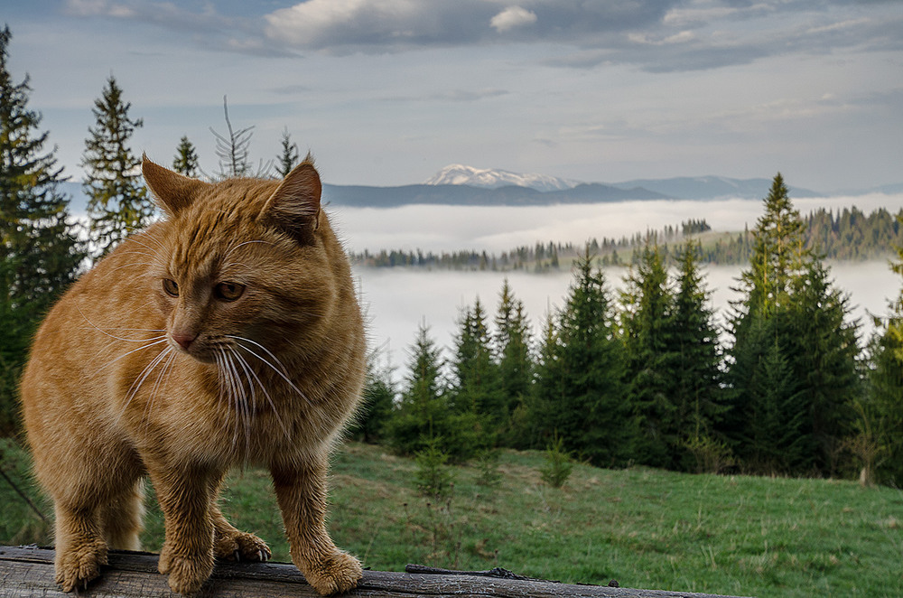 Фотографія Самый высокогорный кот) / Виталий Гавриленко / photographers.ua