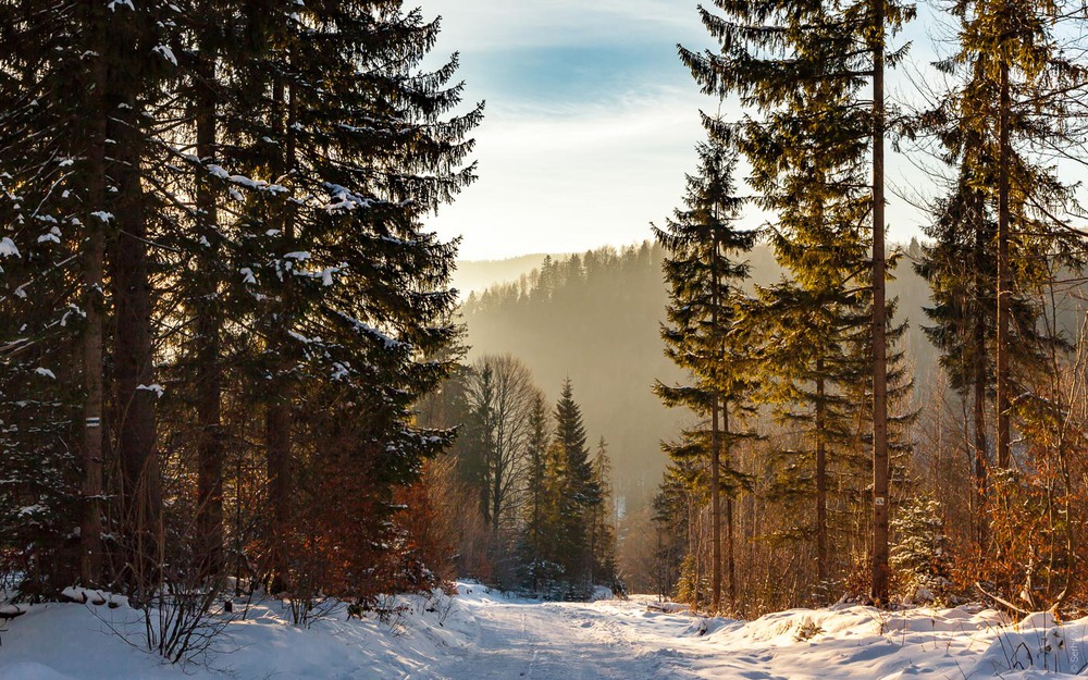 Фотографія Зимовий ранок / Serg Moiseew / photographers.ua