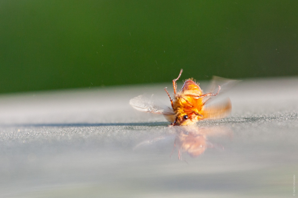 Фотографія Брейк-данс майского жука / Serg Moiseew / photographers.ua
