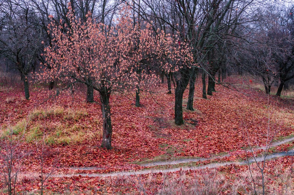 Фотографія Red desember / Serg Moiseew / photographers.ua