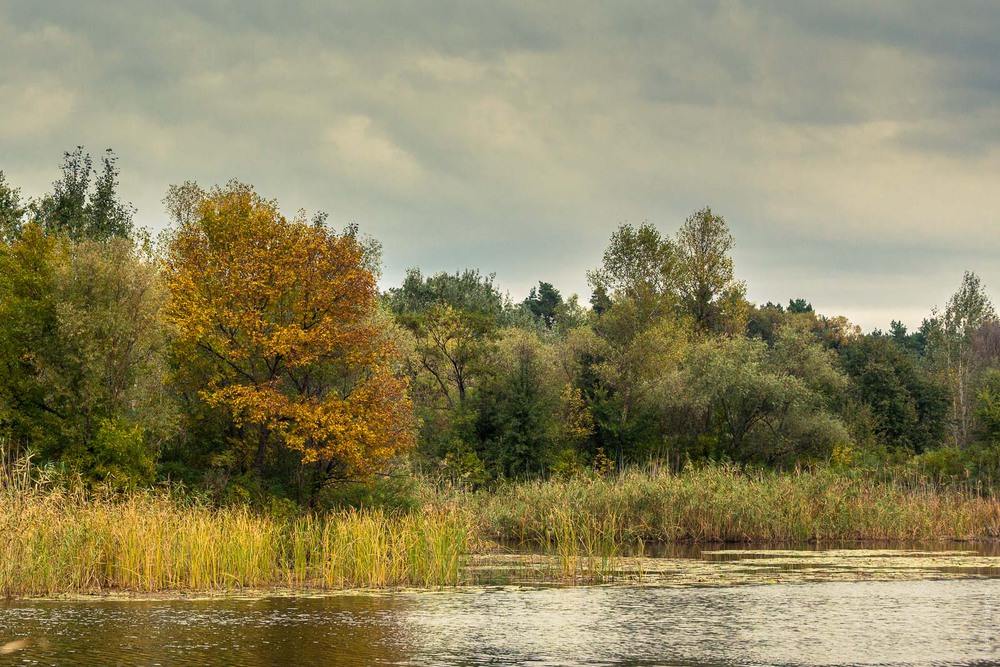 Фотографія Осень на Орели / Serg Moiseew / photographers.ua
