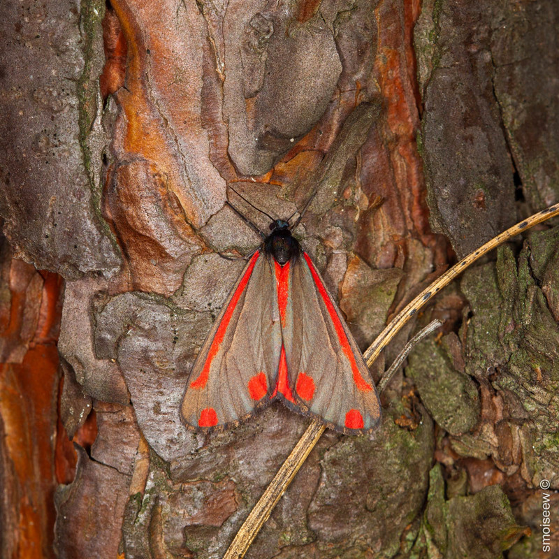 Фотографія Cinnabar moth / Serg Moiseew / photographers.ua
