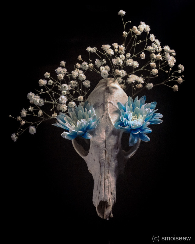 Фотографія Flowers and skull / Serg Moiseew / photographers.ua