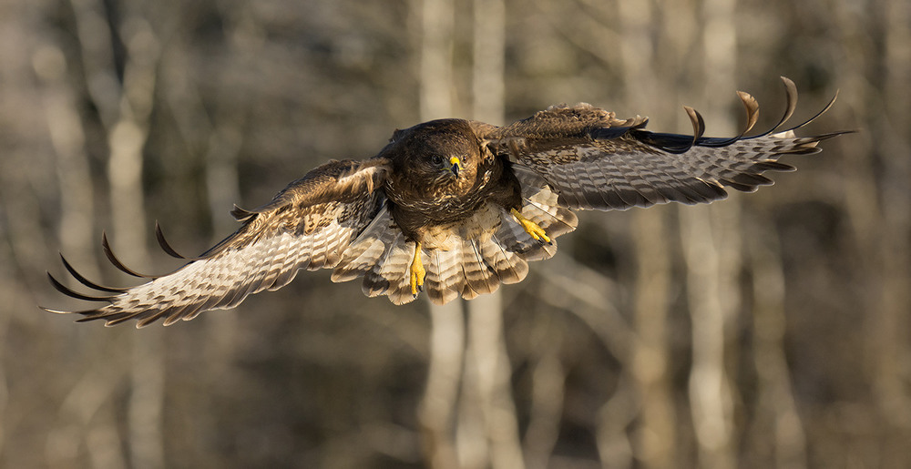 Фотографія Buteo buteo / Kastytis V. / photographers.ua