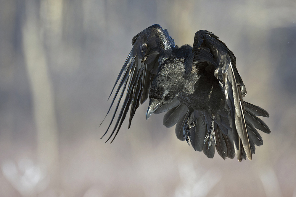Фотографія Mістичний птах / Kastytis V. / photographers.ua
