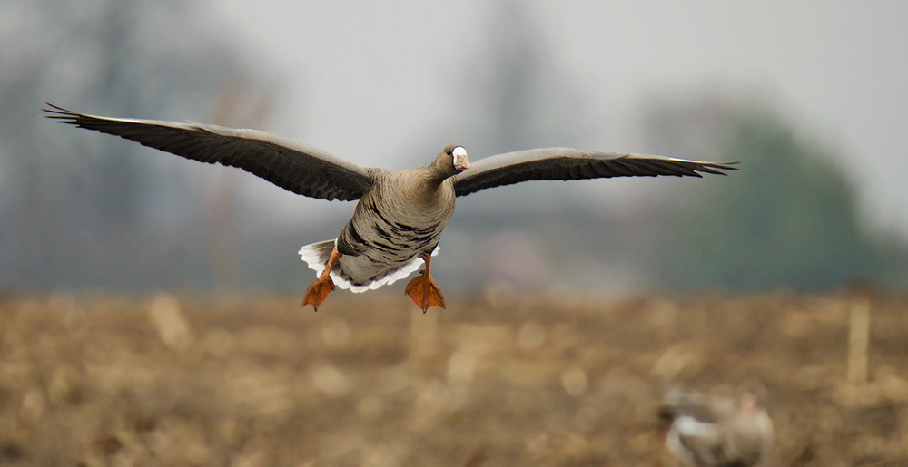 Фотографія "Ой, летіли дикі гуси" / Kastytis V. / photographers.ua