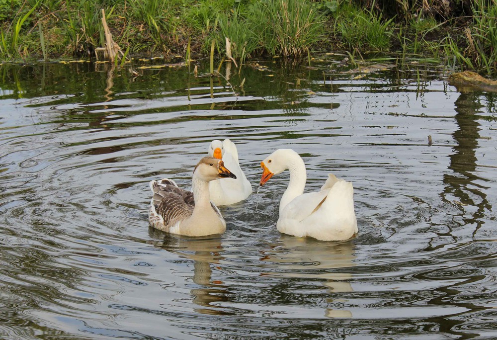 Фотографія Круговорот чувств... / Iryna Kuchii / photographers.ua