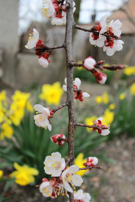 Фотографія Весны цветение... / Iryna Kuchii / photographers.ua
