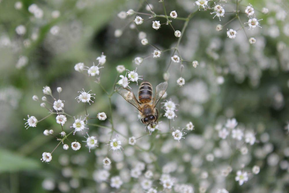 Фотографія ...Бджола між квітами снує... / Iryna Kuchii / photographers.ua