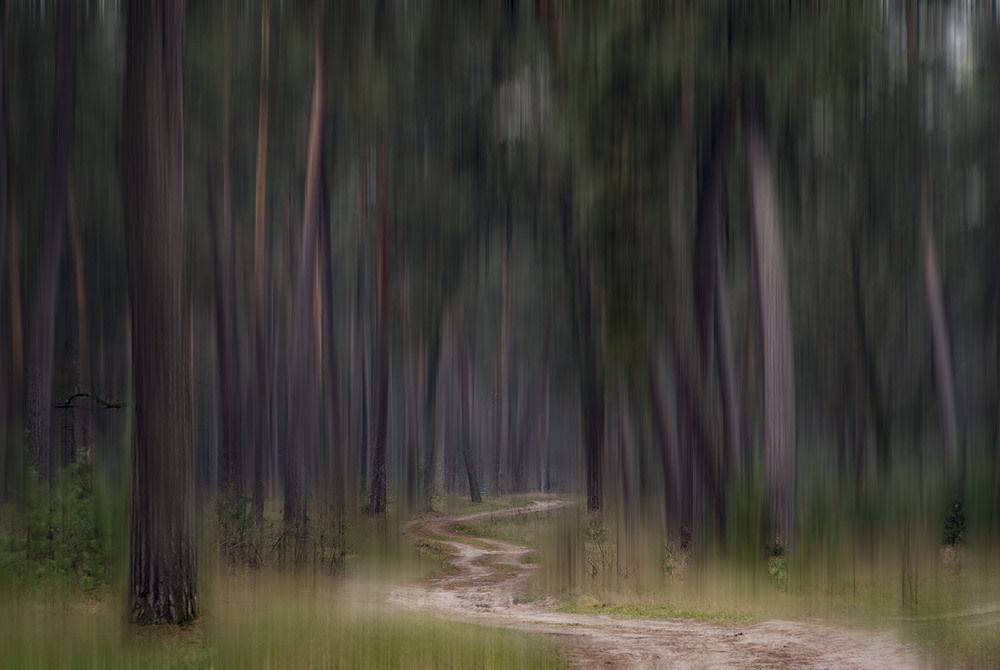 Фотографія у мріях  старого лісу / Назар Іванів / photographers.ua