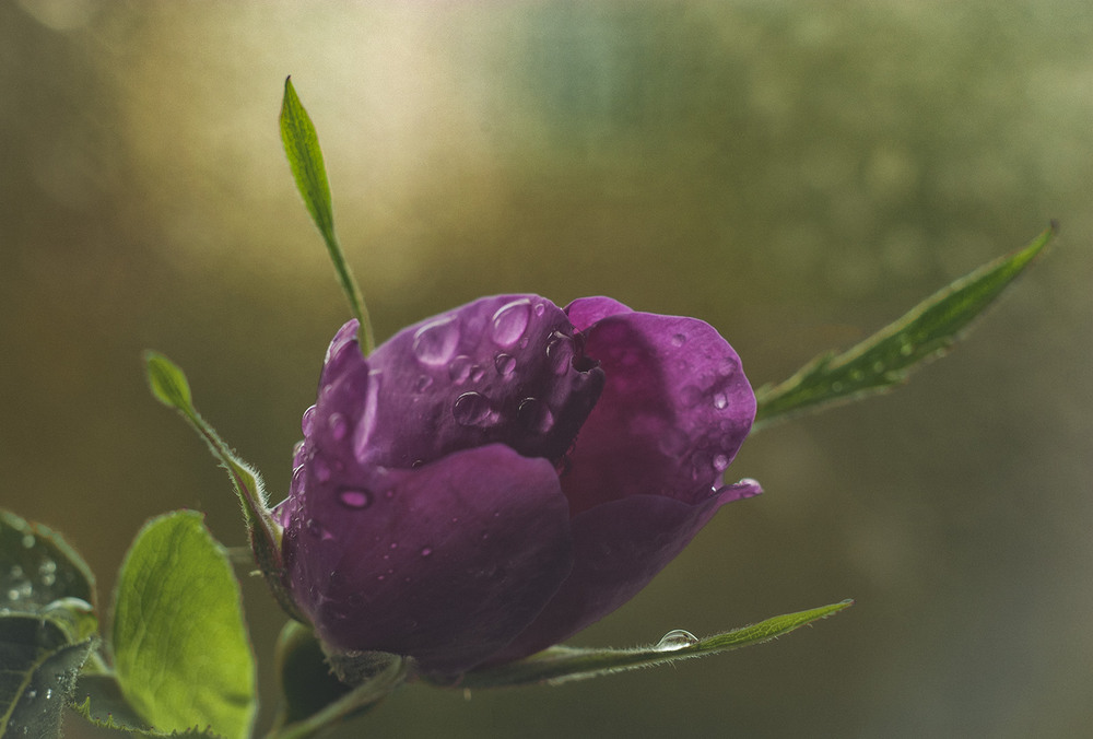 Фотографія трояндовий макро етюд-2 / Назар Іванів / photographers.ua