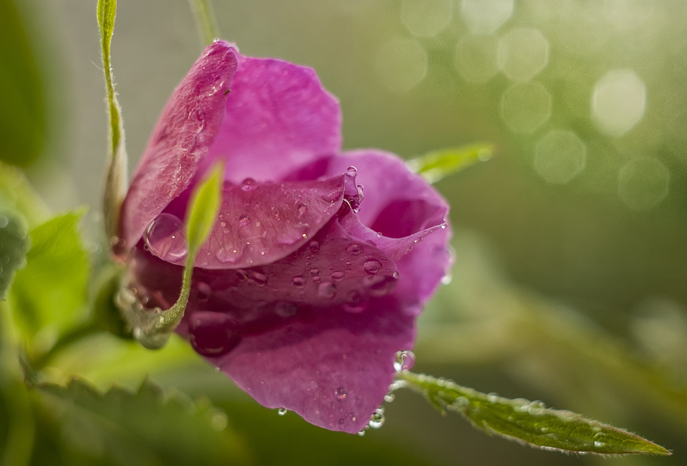 Фотографія трояндовий макро етюд-1 / Назар Іванів / photographers.ua