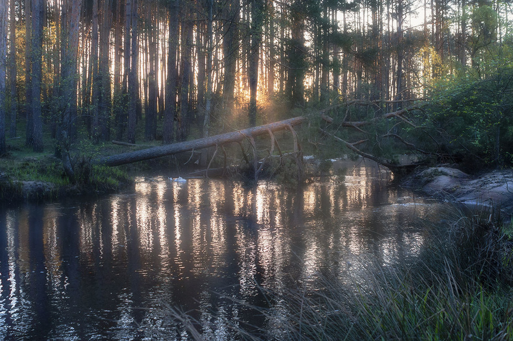 Фотографія Схід . лісова ріка. / Назар Іванів / photographers.ua