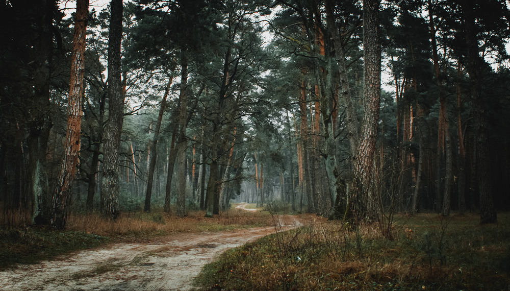 Фотографія Стежка / Назар Іванів / photographers.ua