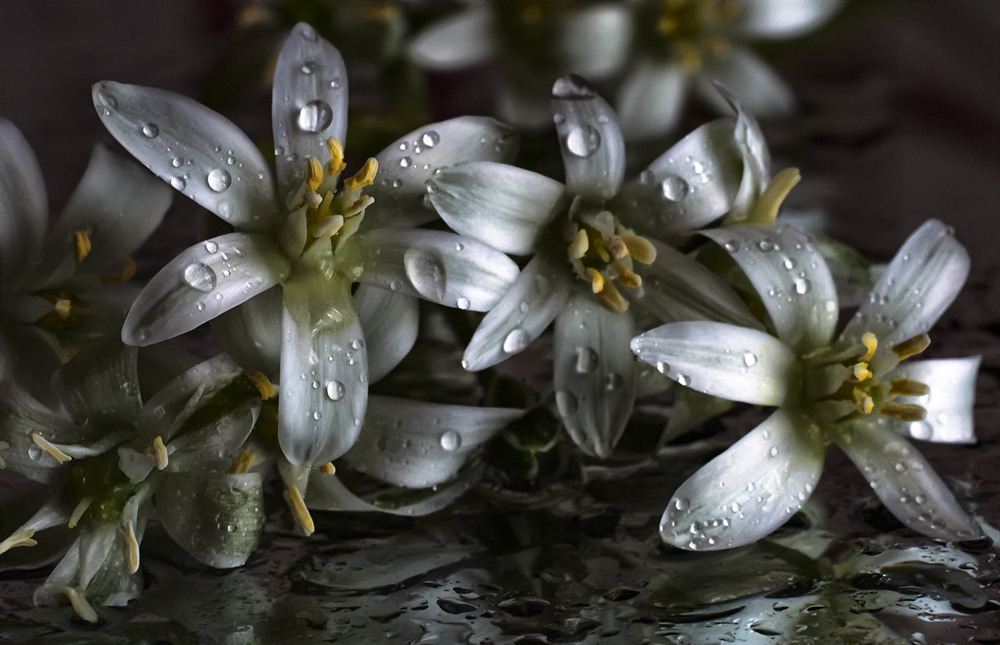 Фотографія холодна ніжність / Назар Іванів / photographers.ua