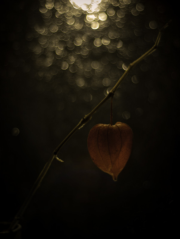 Фотографія у стилі Вокальчук 2) / Назар Іванів / photographers.ua