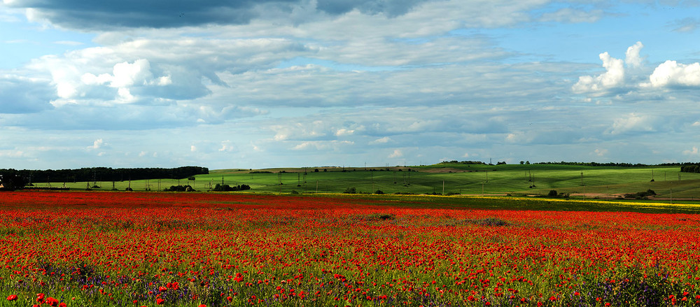 Фотографія макові моря рівненщини / Назар Іванів / photographers.ua