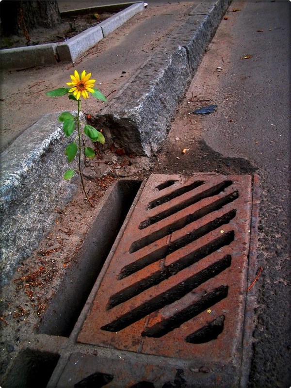 Фотографія "Городские цветы" / ~Aelliren~ / photographers.ua