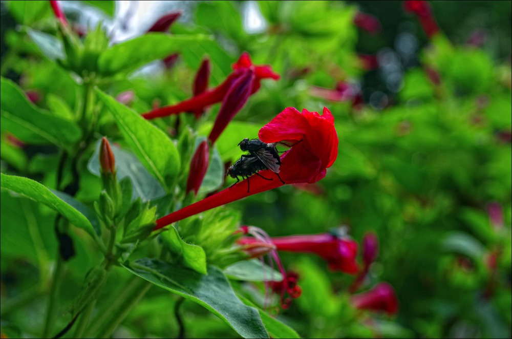 Фотографія ... / Екатерина ( Freshka) Волынец / photographers.ua