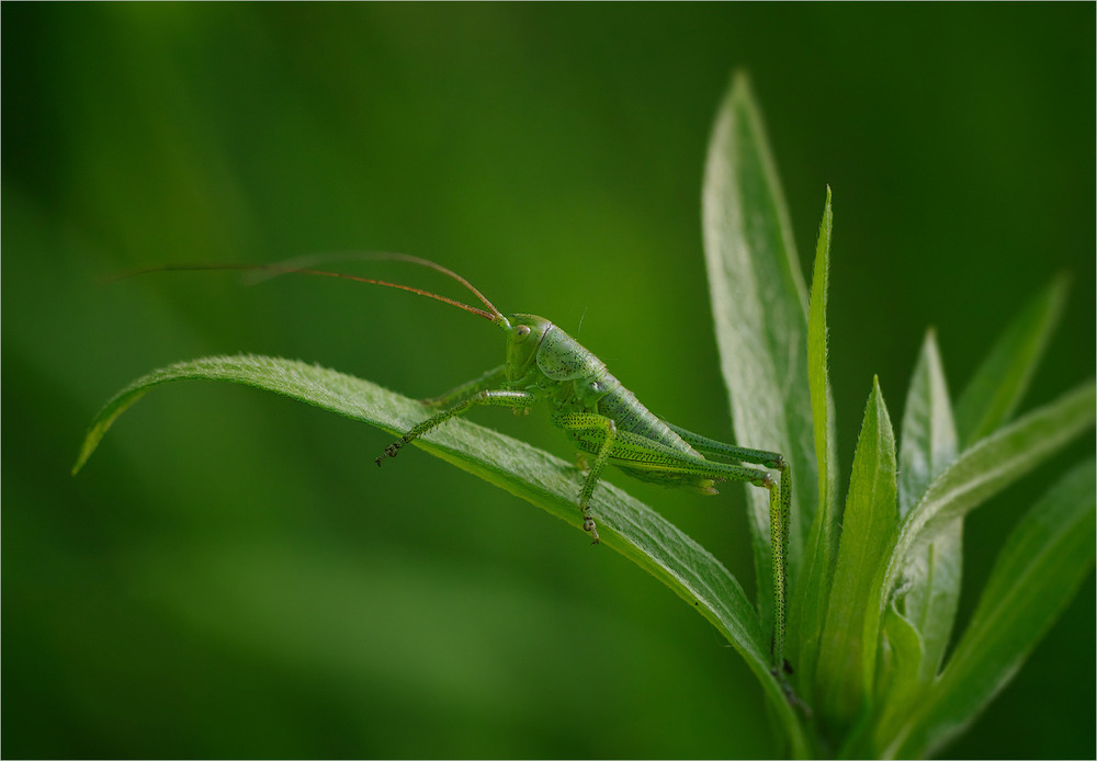 Фотографія Макро / Burda Andrey / photographers.ua