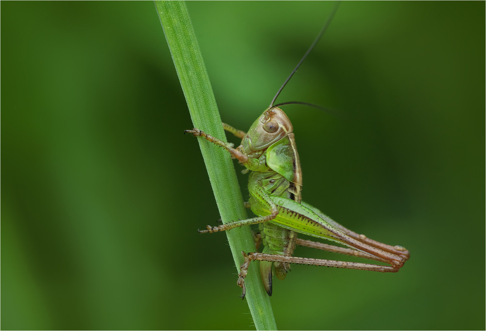 Фотографія Макро / Burda Andrey / photographers.ua