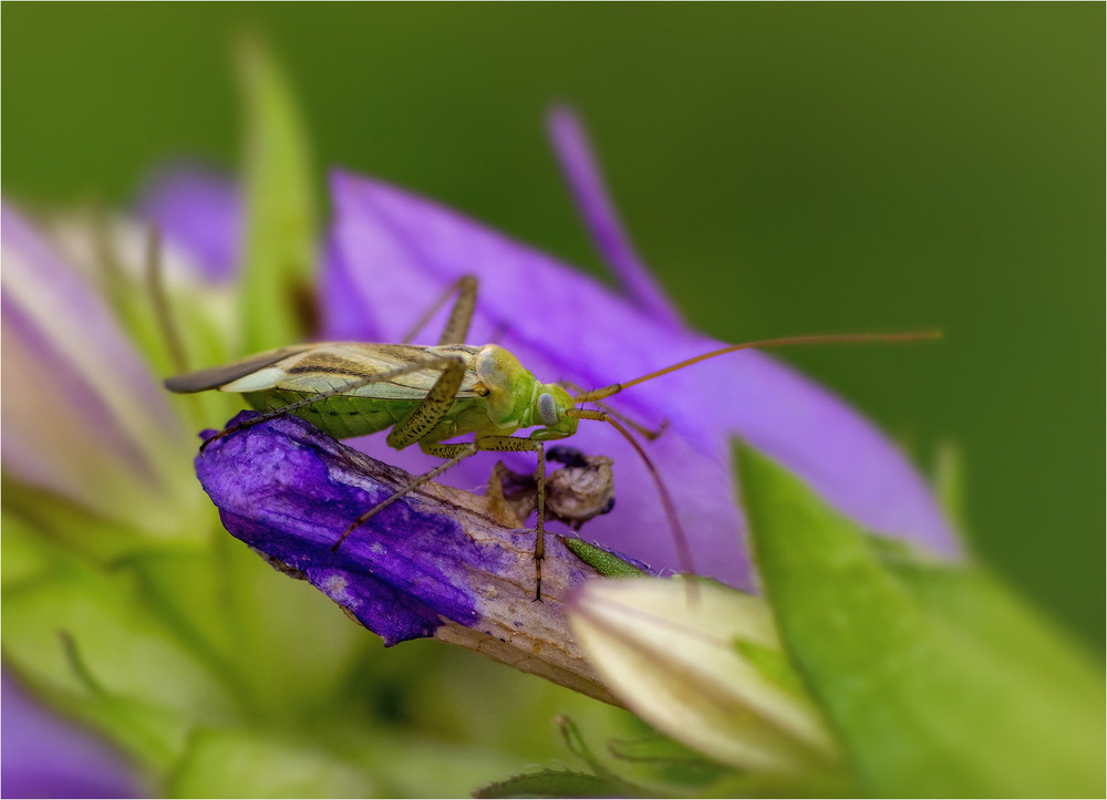 Фотографія Макро / Burda Andrey / photographers.ua