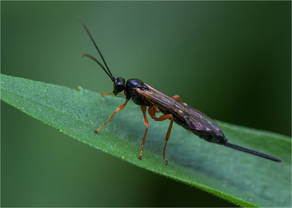 Фотографія Макро / Burda Andrey / photographers.ua