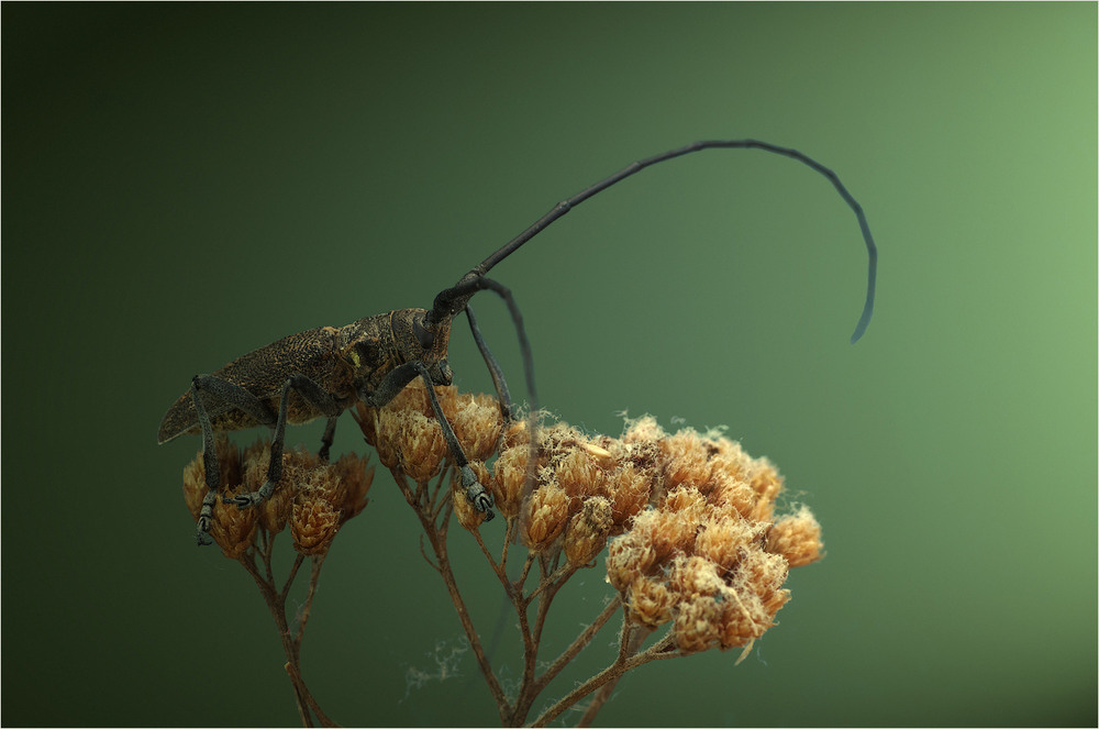 Фотографія Макро / Burda Andrey / photographers.ua
