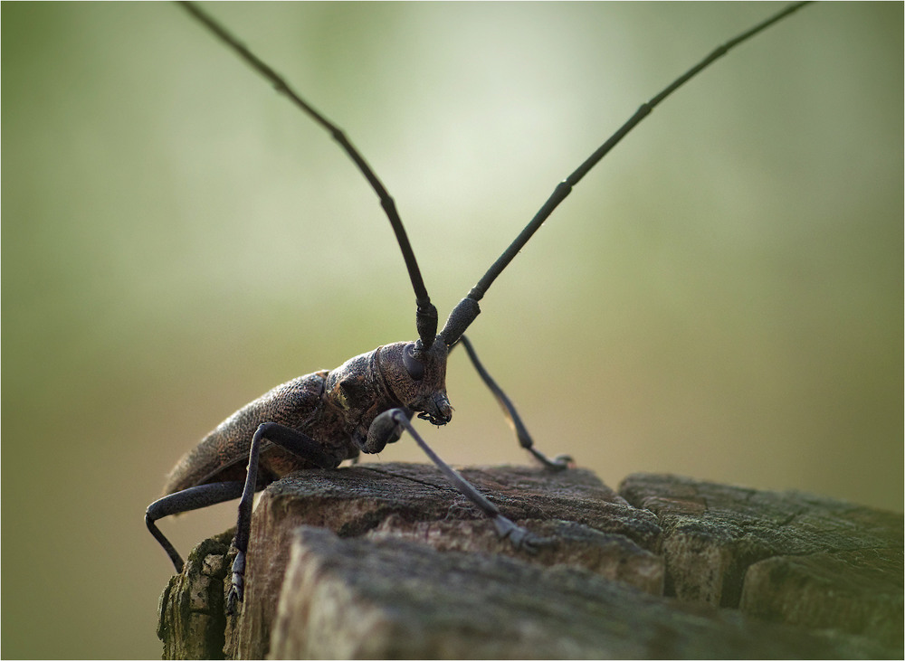 Фотографія Макро / Burda Andrey / photographers.ua