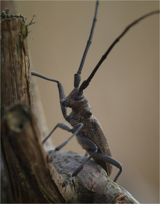 Фотографія Макро / Burda Andrey / photographers.ua